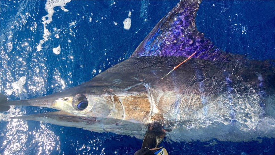 Striped Tagged Caliente